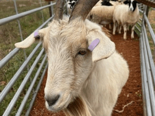 Our new client is the GOAT